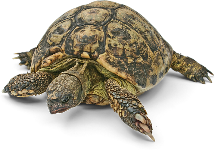 assets/images/goebel_schildkroete_2.png
